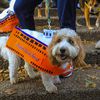 Photos: All The Best Costumes At The 2021 Tompkins Square Halloween Dog Parade